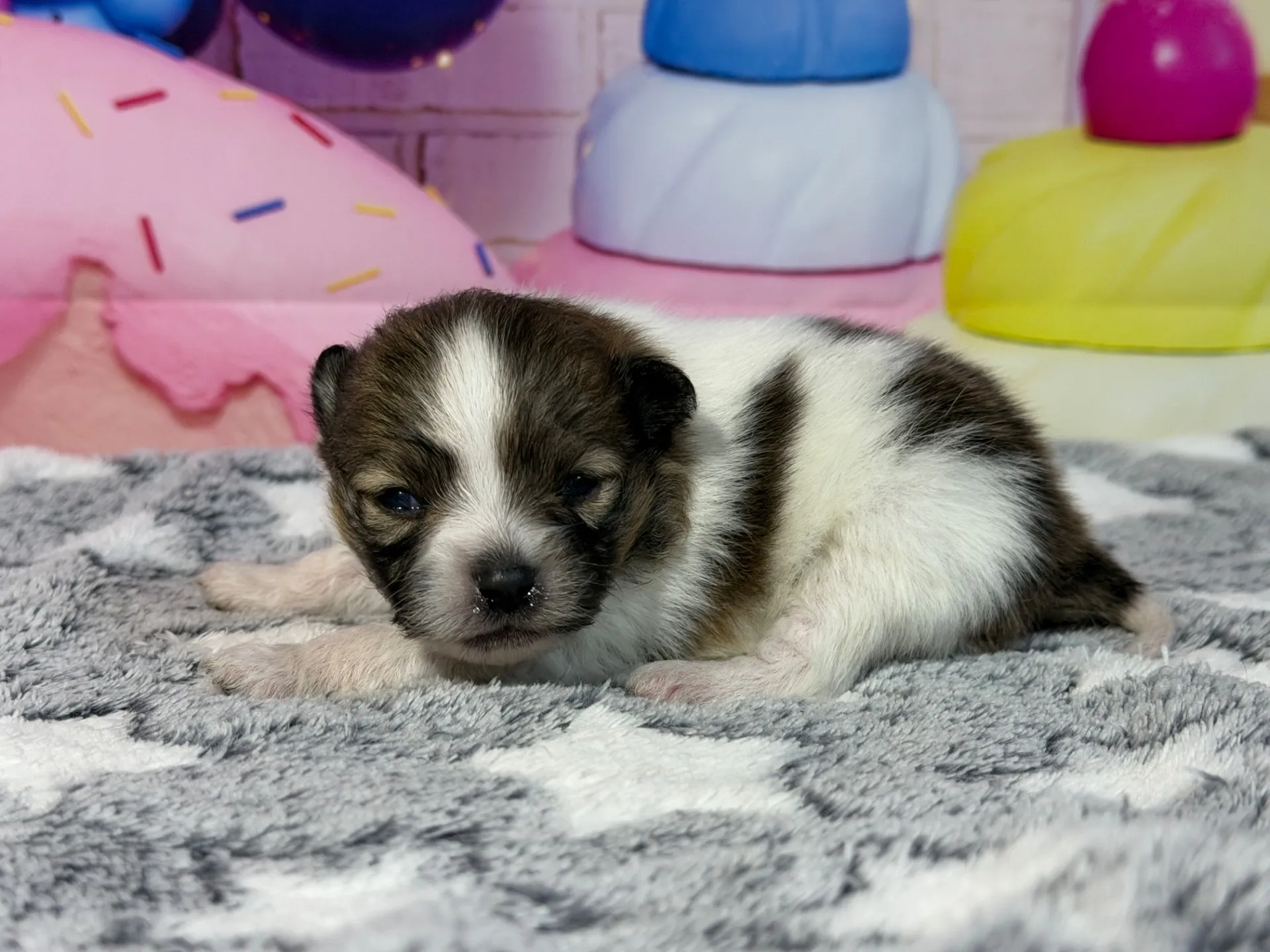 3/10生　ホワイト&レッド♂ NO 009