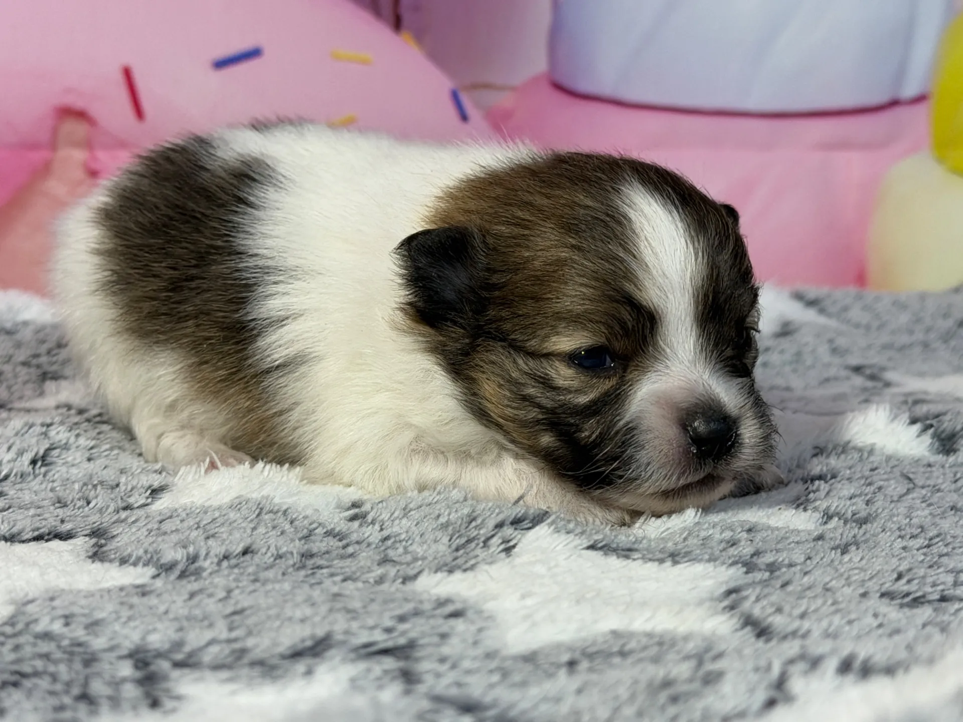 3/10生　ホワイト&レッド♂ NO 009