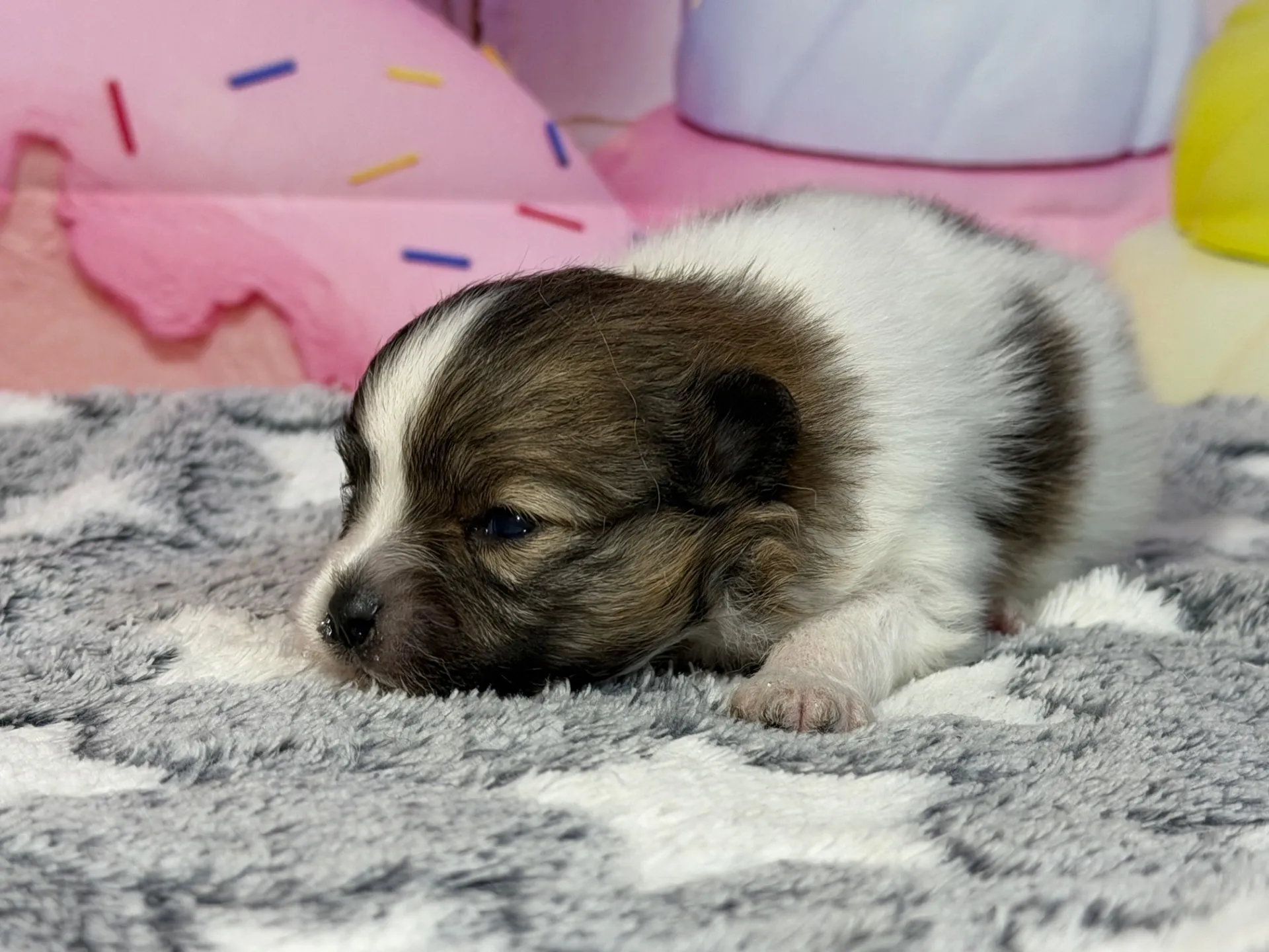 3/10生　ホワイト&レッド♂ NO 009