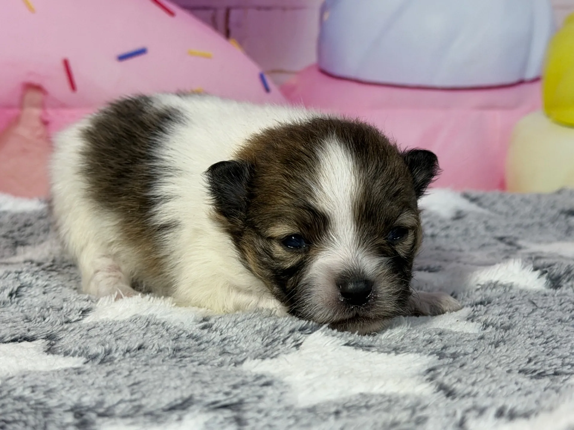 3/10生　ホワイト&レッド♂ NO 009