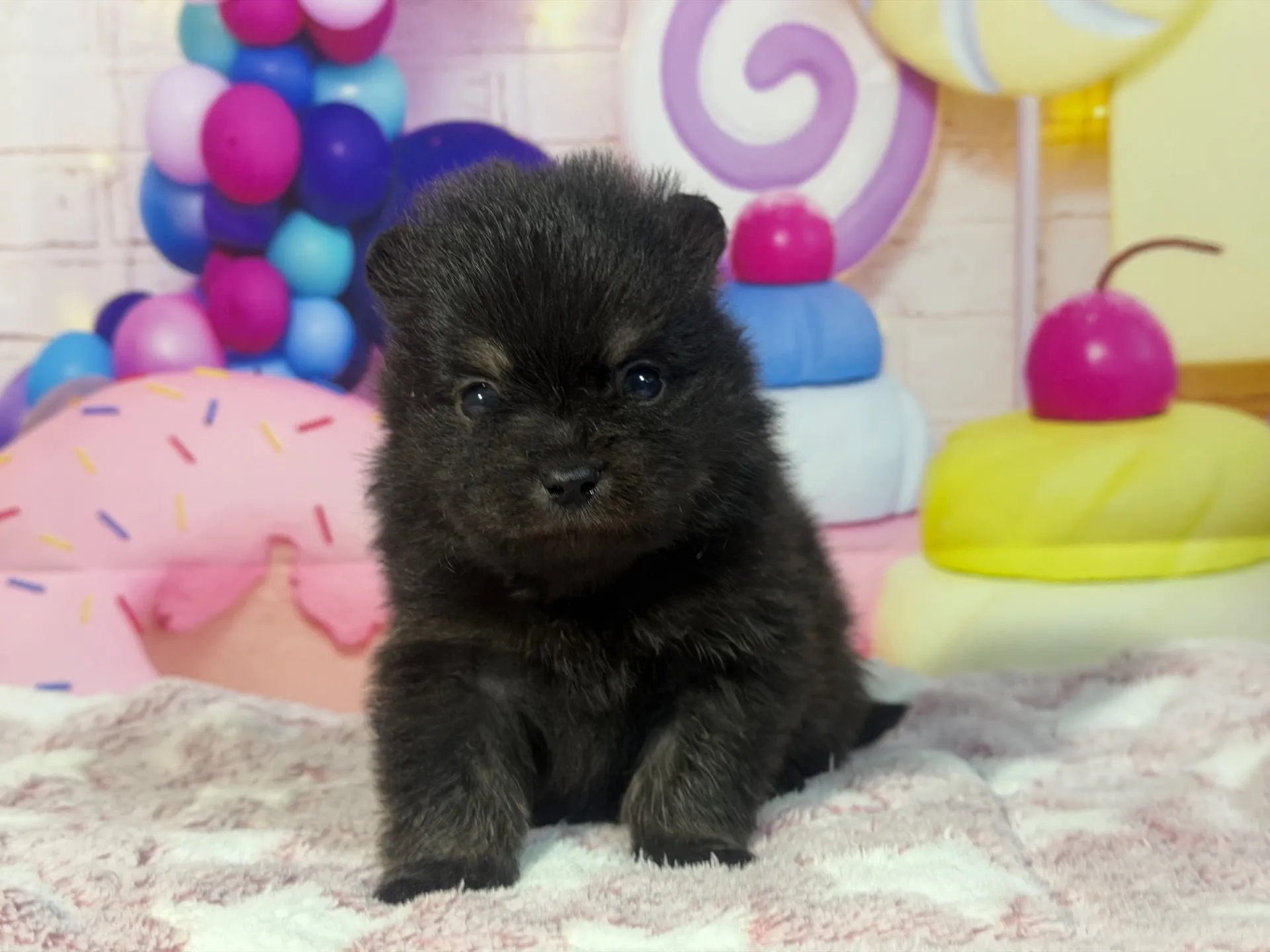 3/9生　ブラックタン♂ NO.006