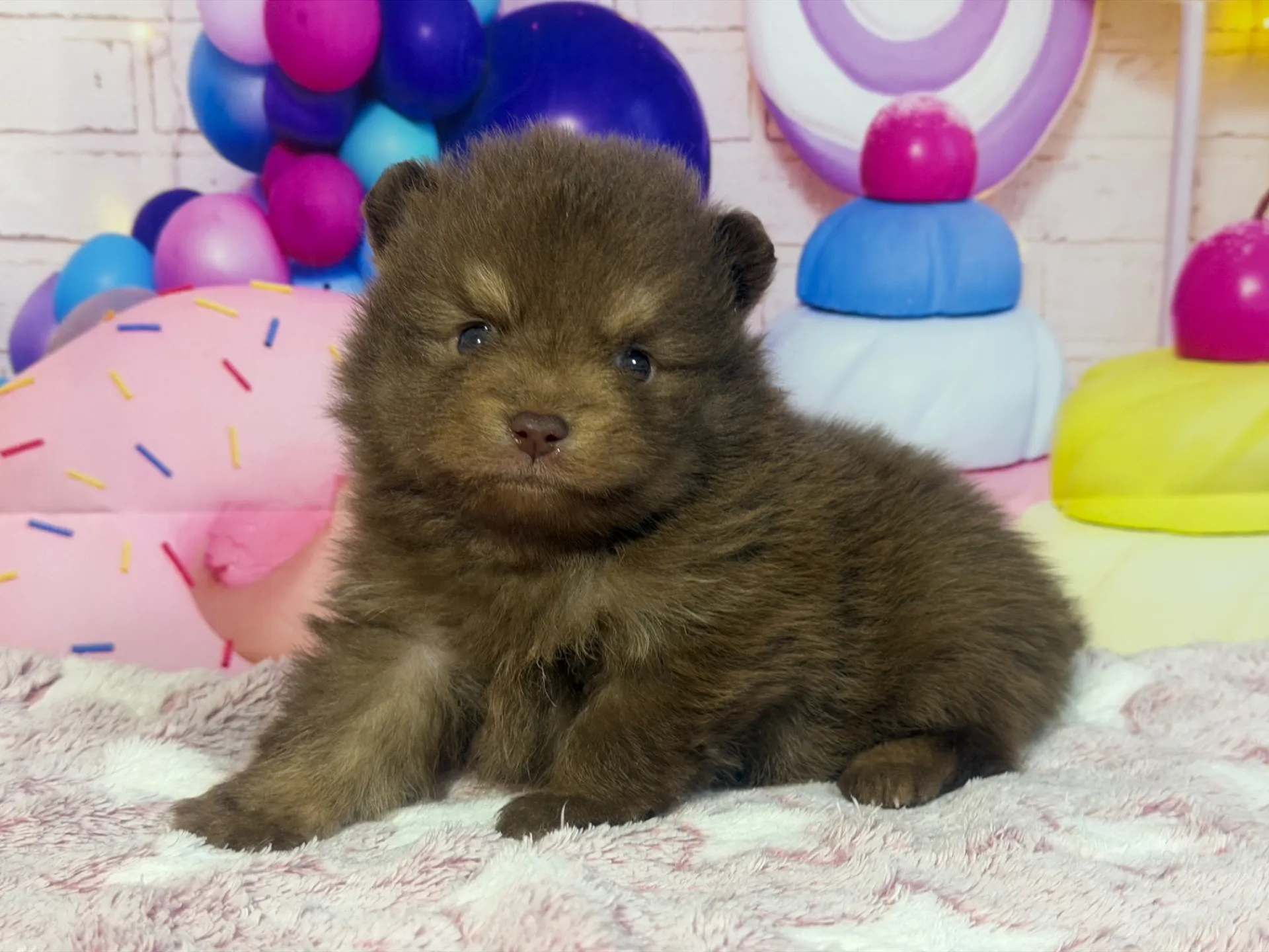 3/9生　チョコタン♂ NO.007