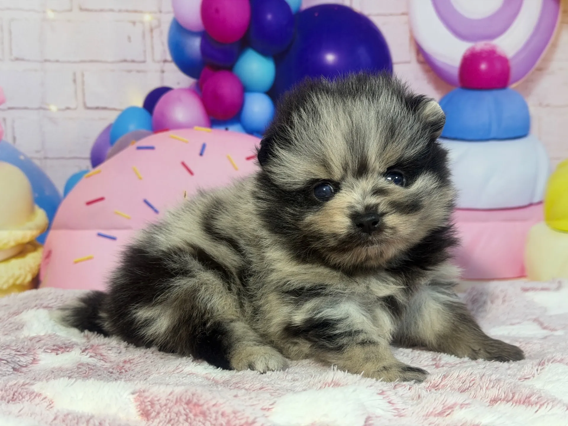 3/9生　ブルーマール♀ NO.007