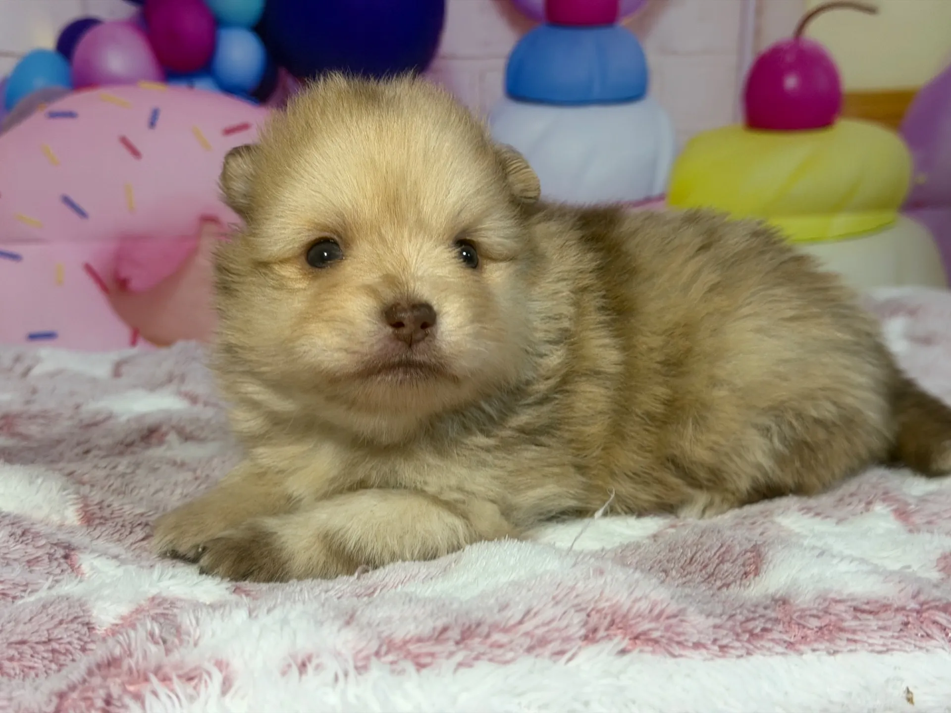 3/9生　チョコレートマール♀ NO008