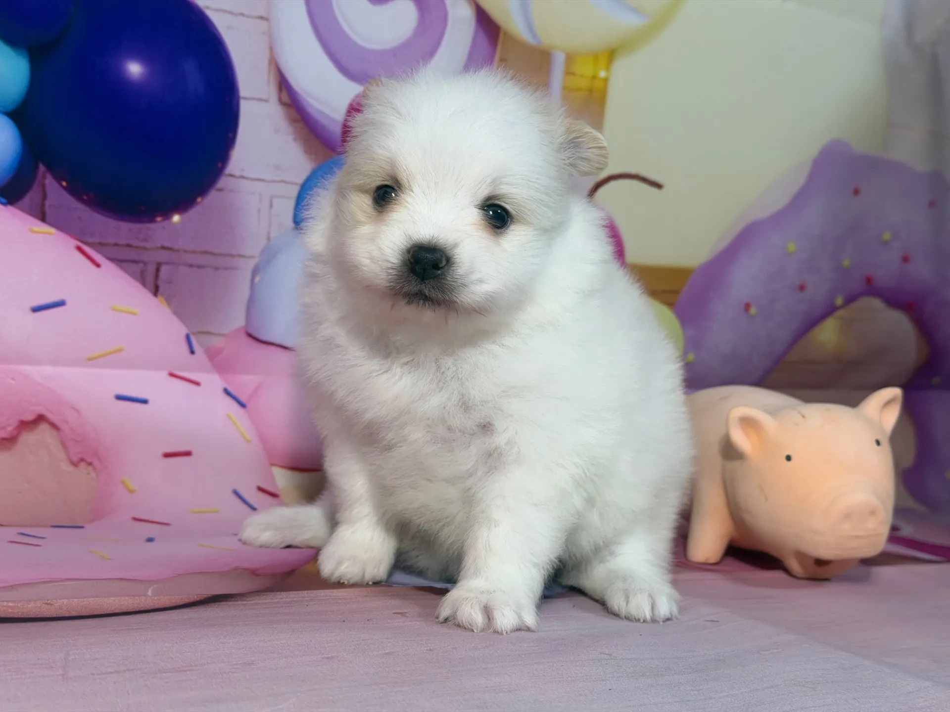 3/10生 ホワイト&クリーム♀ NO 009