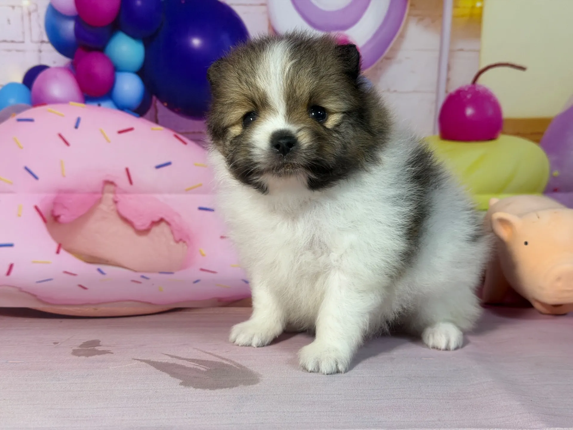 3/10生 ホワイト&レッド♂ NO 009