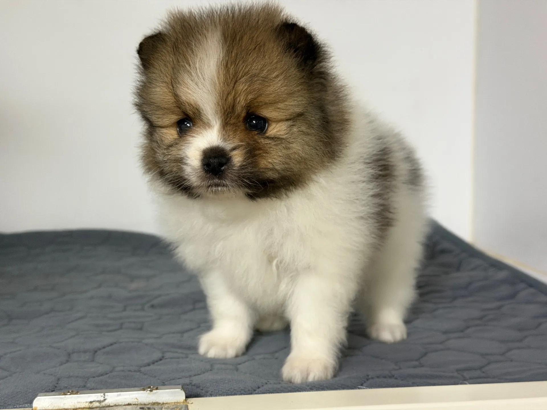 3/10生　ホワイト&レッド♂ NO 009