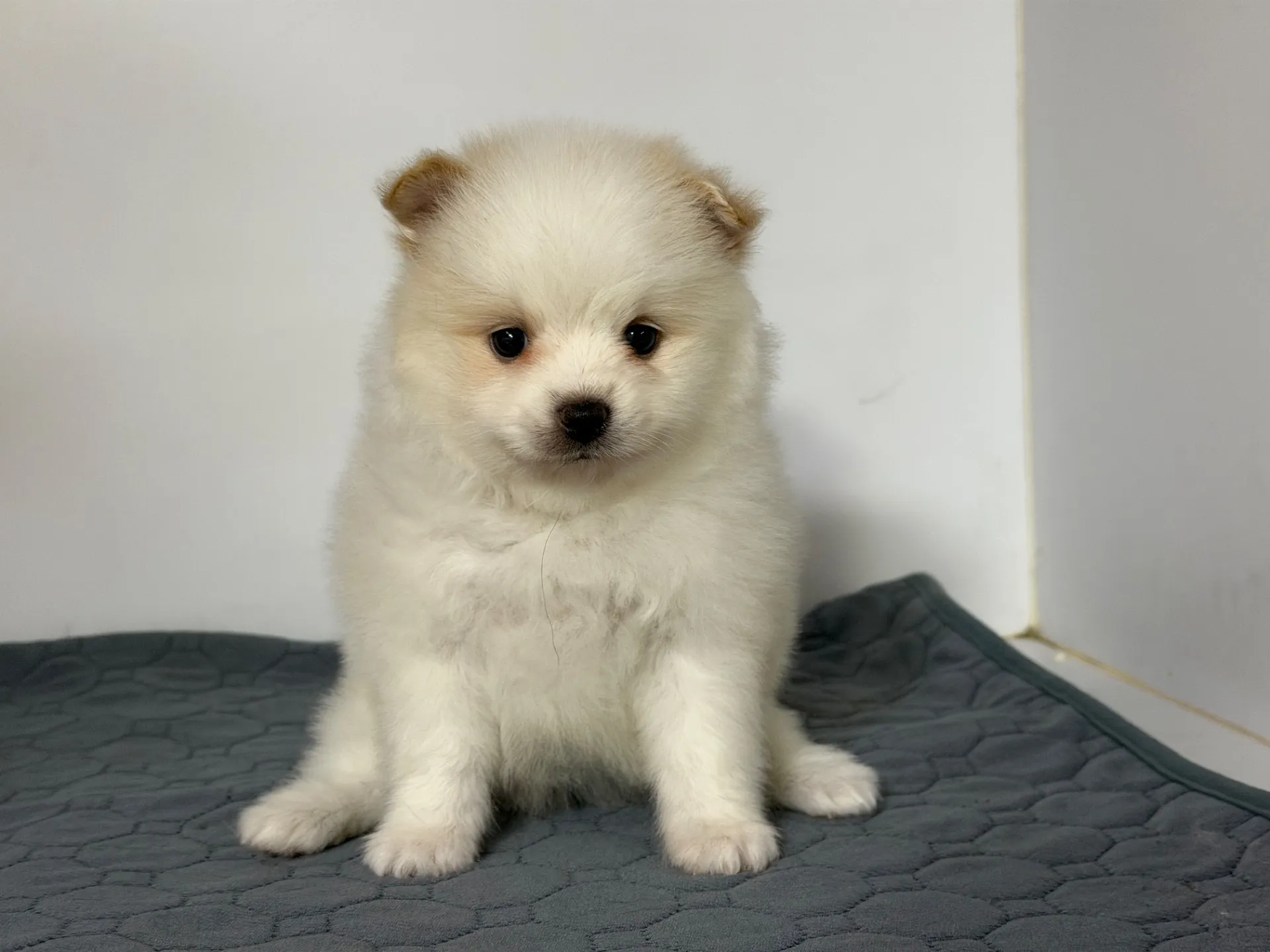 3/10生　ホワイト&クリーム♀ NO 009