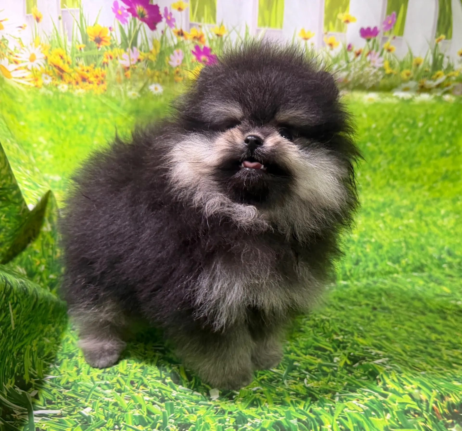 2/12生　ブラック&タン♂ NO.005