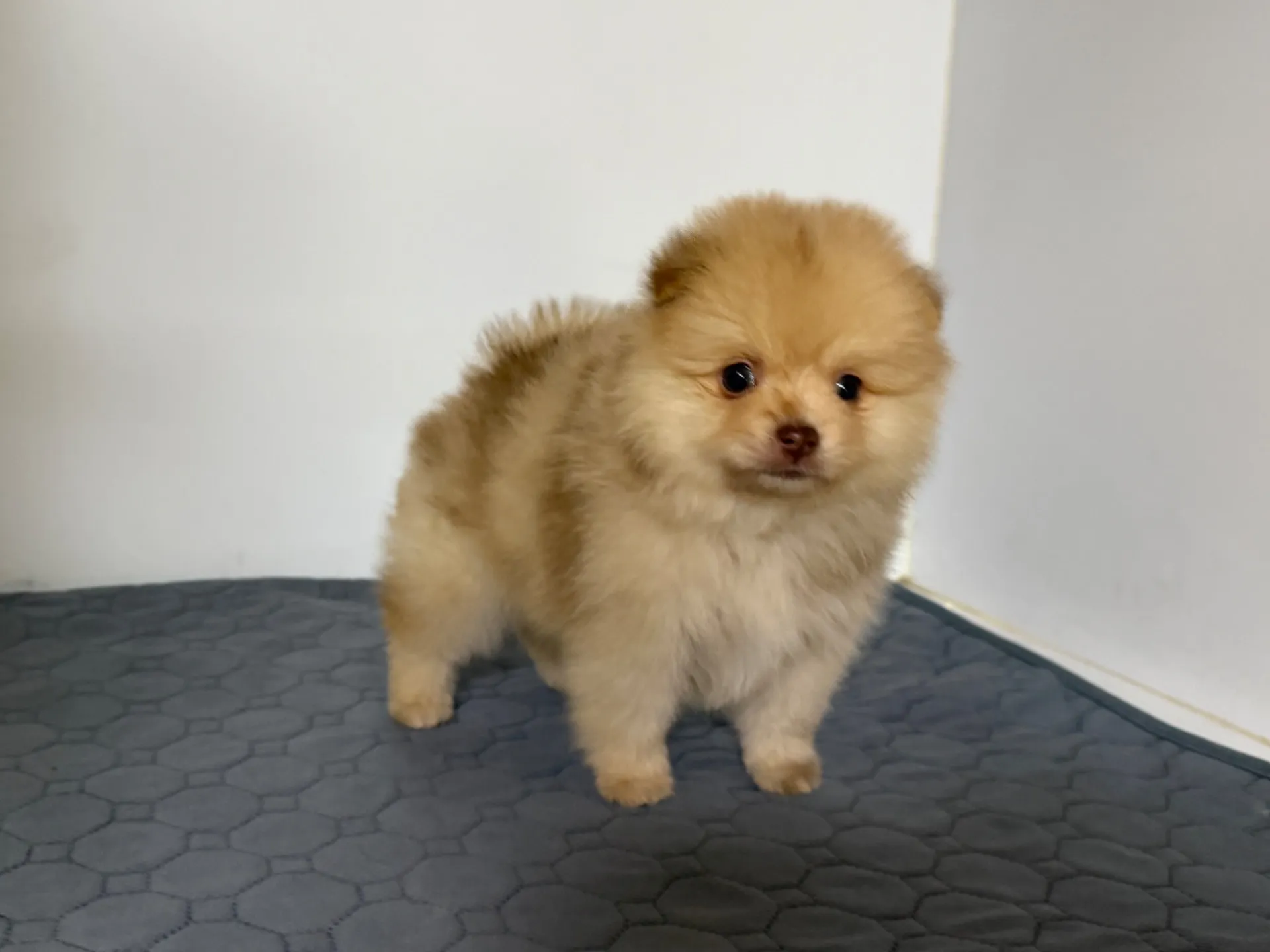 3/9生　チョコレートマール♀ NO008