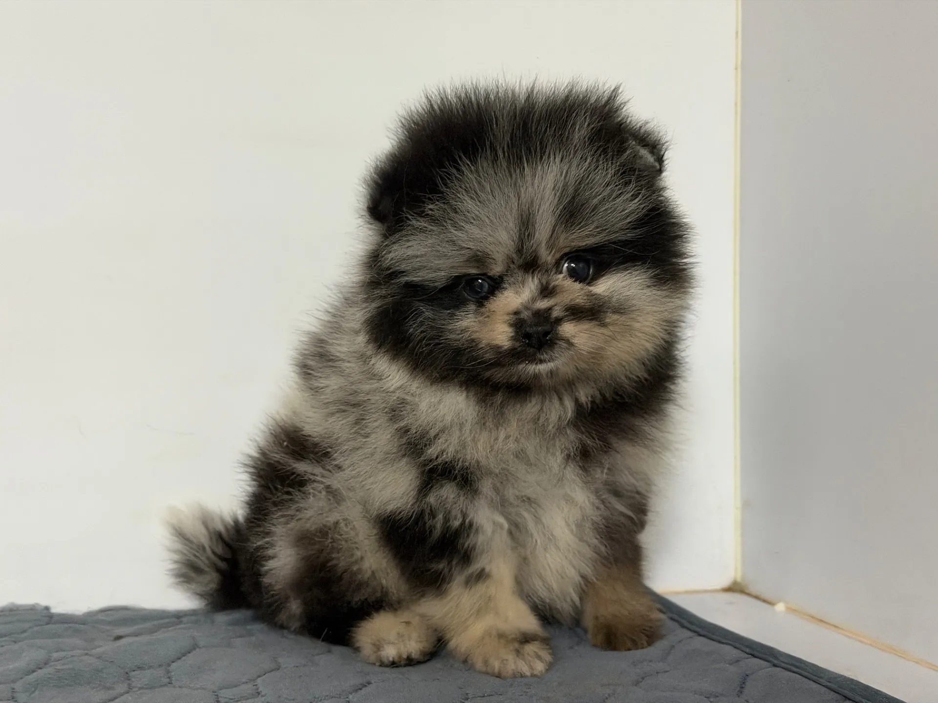 3/9生　ブルーマール♀ NO.007